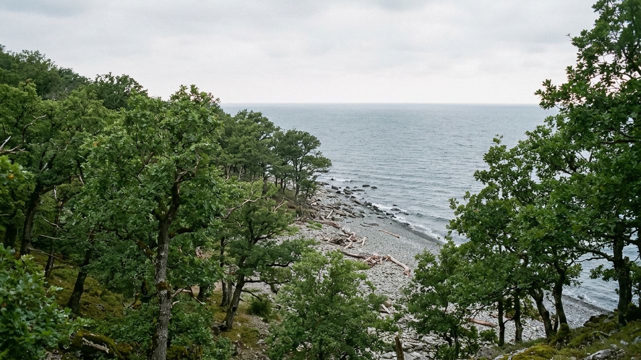 Old oak forest on rolling hills running down to a quiet Black Sea shore, soft humid light
